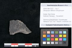 Foto (Objekt + Etikett) von Ulmophylon latifolium Ettingshausen (NHMW-GEO-2024-0188-10221)